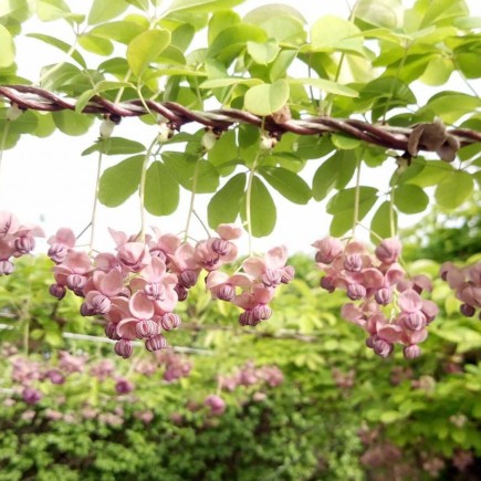 Akebia pięciolistkowa 1L