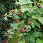 Jeżyna bezkolcowa Black Satin 1L