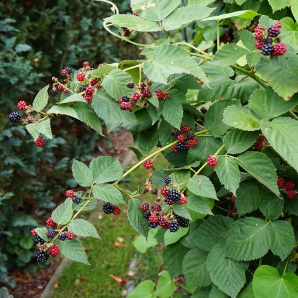 Jeżyna bezkolcowa Black Satin 1L