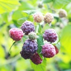 Malina fioletowa bezkolcowa Glen Coe 2L