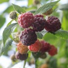 Malina fioletowa bezkolcowa Glen Coe 2L