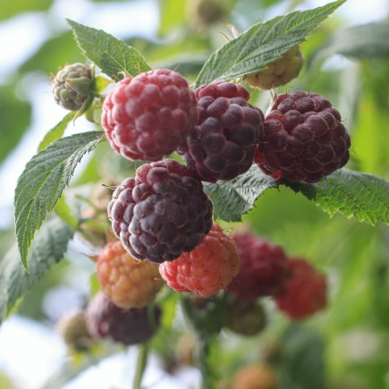 Malina fioletowa bezkolcowa Glen Coe 2L