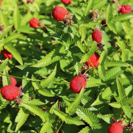 Malinotruskawka (Malina ponętna) 1L