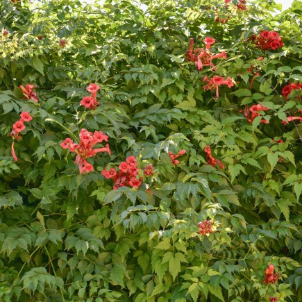 Milin amerykański Flamenco 1L