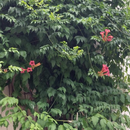 Milin amerykański Flamenco 1L