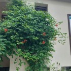 Milin amerykański Flamenco 1L