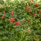 Milin amerykański Flamenco 2L