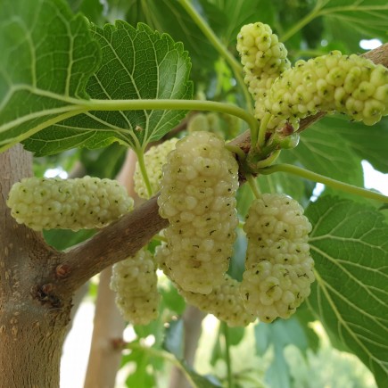 Morwa biała Alba 1L