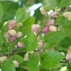 Morwa biała Alba 1L