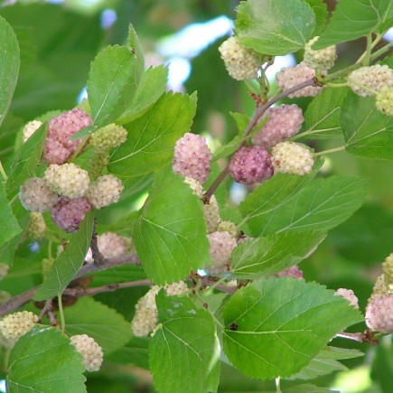 Morwa biała Alba 1L