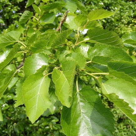 Morwa biała Alba 1L