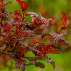 Pęcherznica kalinolistna Red Baron 3L