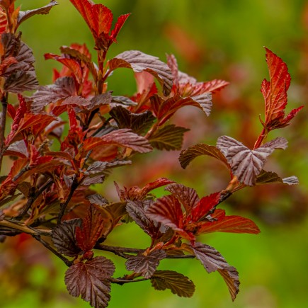 Pęcherznica kalinolistna Red Baron 3L