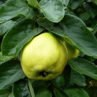 Pigwa Leskovac pospolita 2L