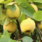 Pigwa Vranja pospolita 2L