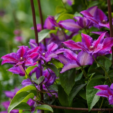 Powojnik Akaishi wielkokwiatowy 1L