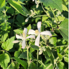 Powojnik Praecox okrywowy 2L