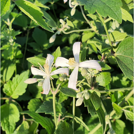 Powojnik Praecox okrywowy 2L