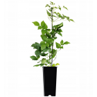 Powojnik Praecox okrywowy 2L