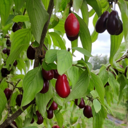 Dereń jadalny Szafer 2L