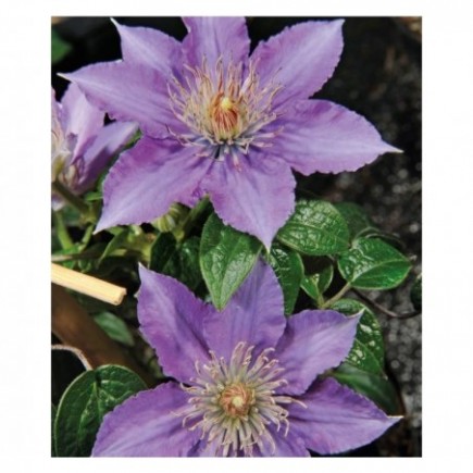Clematis Kinder von...