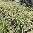 Turzyca oszimska Evergold 1L