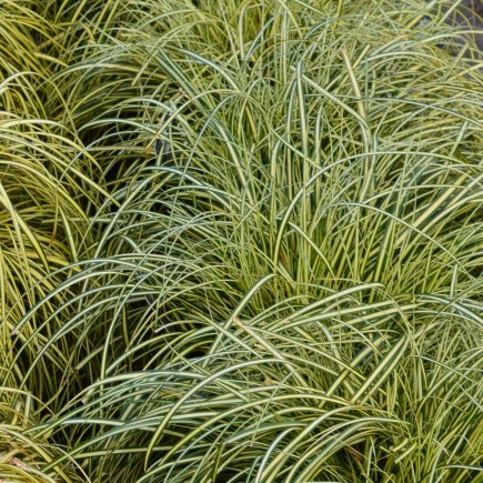 Turzyca oszimska Evergold 1L