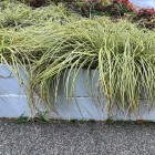 Turzyca oszimska Evergold 1L