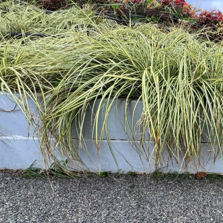 Turzyca oszimska Evergold 1L