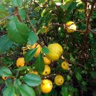 Pigwowiec japoński Orange Tea 2L