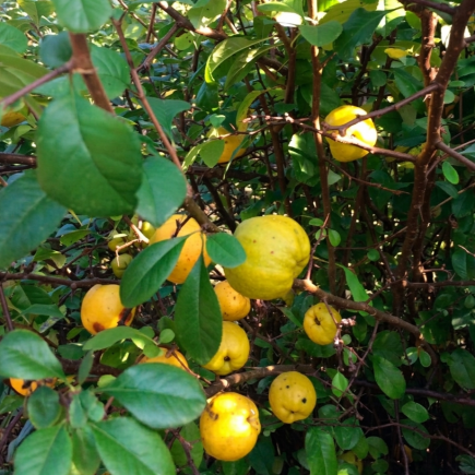 Pigwowiec japoński Orange Tea 2L