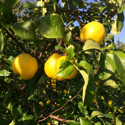 Pigwowiec japoński Orange Tea 2L