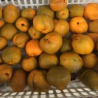 Pigwowiec japoński Orange Tea 2L