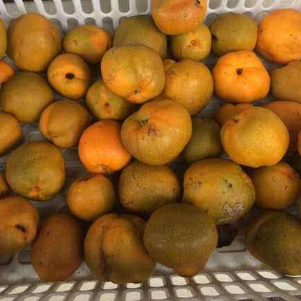 Pigwowiec japoński Orange Tea 2L