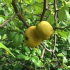 Pigwowiec japoński Orange Tea 2L