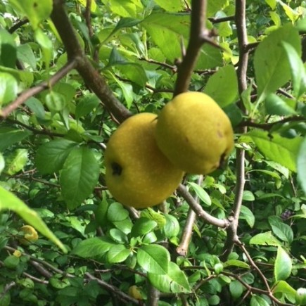 Pigwowiec japoński Orange Tea 2L