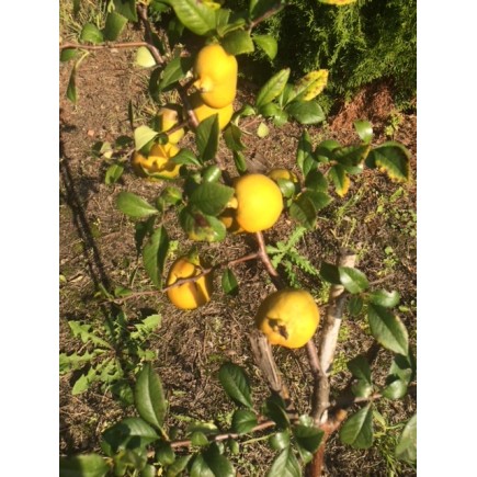 Pigwowiec japoński Orange Tea 2L