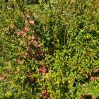 Pigwowiec japoński Orange Tea 2L