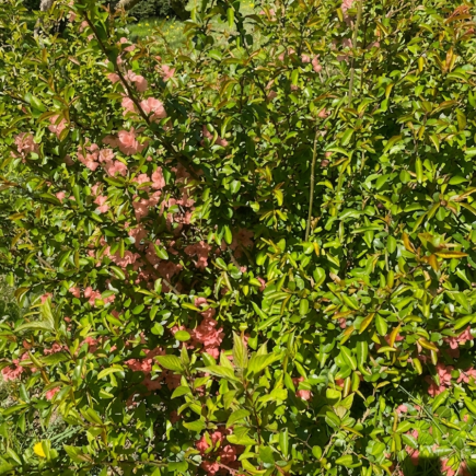 Pigwowiec japoński Orange Tea 2L