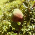 Pigwowiec japoński Julia 2L