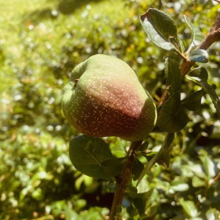 Pigwowiec japoński Julia 2L