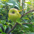 Pigwowiec japoński Julia 2L