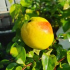 Pigwowiec japoński Julia 2L