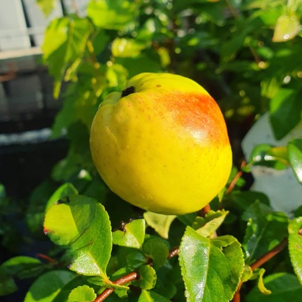 Pigwowiec japoński Julia 2L