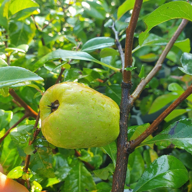 Pigwowiec japoński Julia 2L