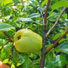 Pigwowiec japoński Julia 2L