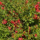 Pigwowiec japoński Julia 2L