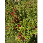 Pigwowiec japoński Julia 2L