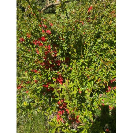 Pigwowiec japoński Julia 2L