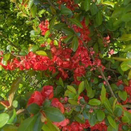 Pigwowiec japoński Julia 2L